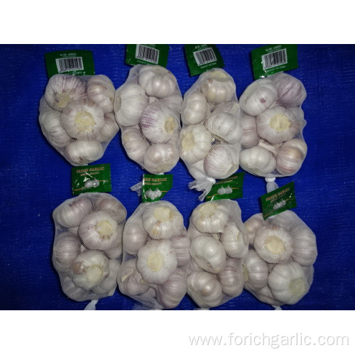 Export Standard Fresh New Normal Garlic